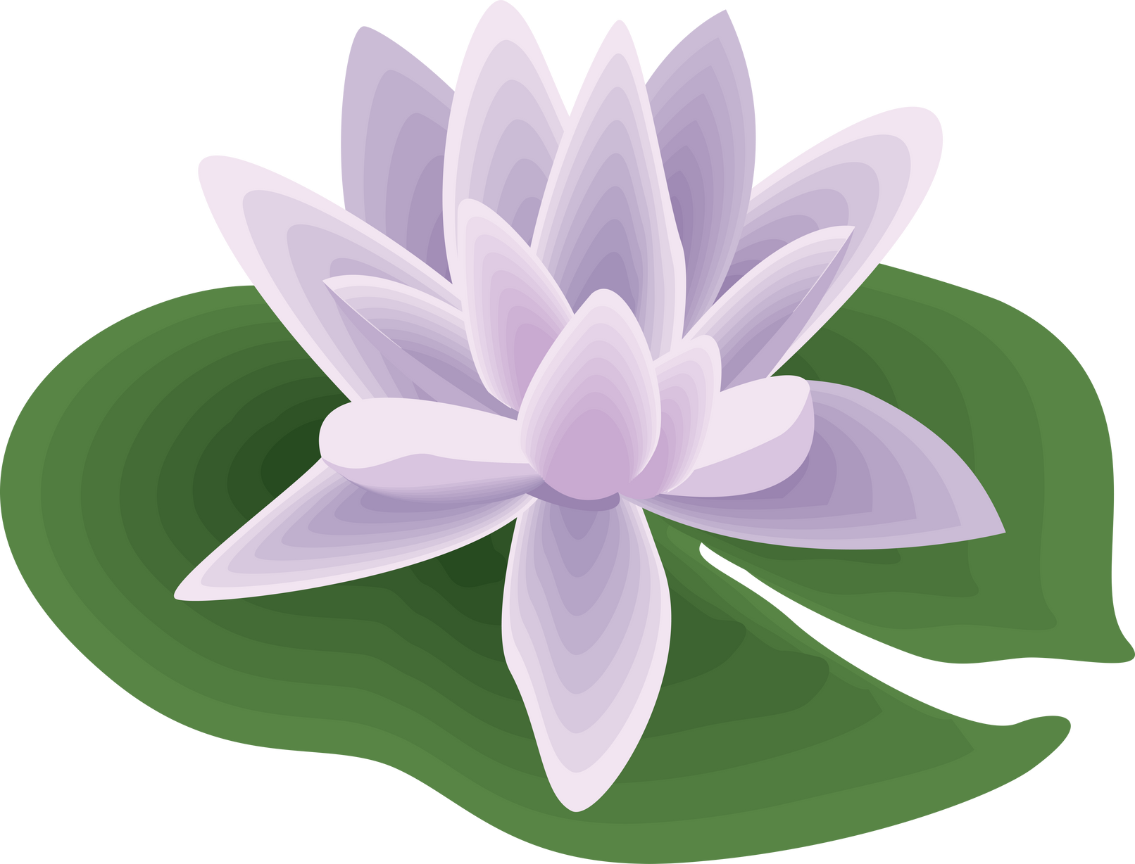 Lilac Lotus Flower Illustration 