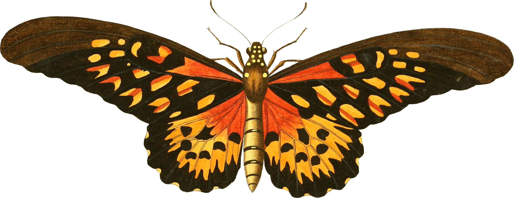 Illustration of Butterfly